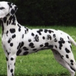 فروش سگ و توله سگ انواع نژادها