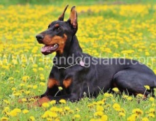 dobermann