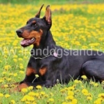 dobermann