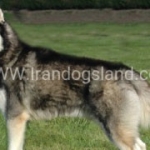 husky