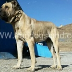 sarabi