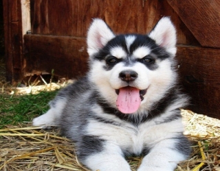 two-month-old-puppy-hussky-3