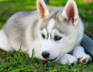 two-month-old-puppy-hussky-2