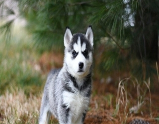 one-month-old-puppy-hussky-2