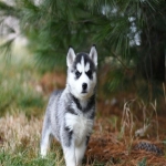 one-month-old-puppy-hussky-2