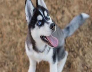 one-month-old-puppy-hussky-3