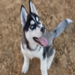 one-month-old-puppy-hussky-3