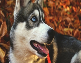one-year-old-hussky-3