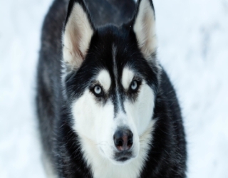 one-year-old-hussky-2