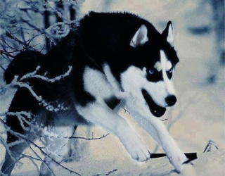 huge-husky-dog-2