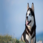 black-white-husky-dog-1