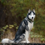 black-white-husky-dog-2