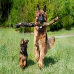 orginal-work-line-german-1