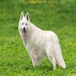 one-month-old-white-puppy-geman-1