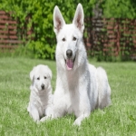 one-month-old-white-puppy-geman-3