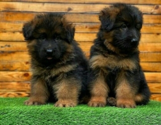 two-month-old-puppy-german-2