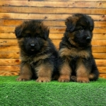 two-month-old-puppy-german-2