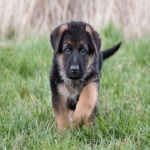 two-month-old-puppy-german-1