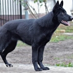 male-black-german-dog-1