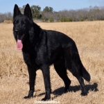 male-black-german-dog-2