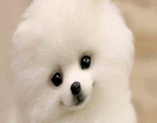 خرید سگ 100 هزار تومانی