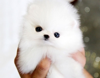 خرید سگ 100 هزار تومانی جیبی