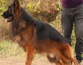 German-Shepherd-2