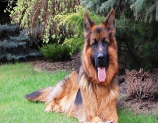 German-Shepherd-3