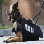 erman-shepherd-police-dog -2