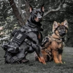 erman-shepherd-police-dog -1