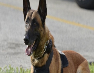 erman-shepherd-police-dog -3