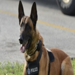 erman-shepherd-police-dog -3