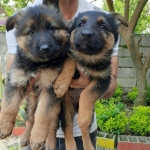 German-Shepherd-1