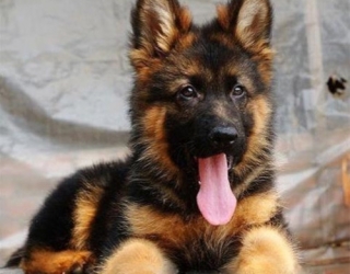 German-Shepherd-2