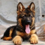 German-Shepherd-2