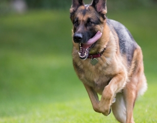 german-dog-2