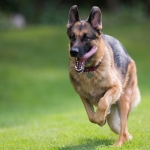 german-dog-2