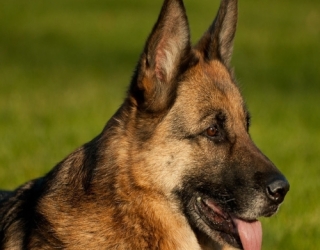 german-dog-3