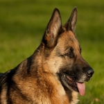 german-dog-3