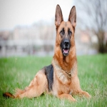 german-dog-1