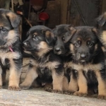 German-puppy-one-month-old-1