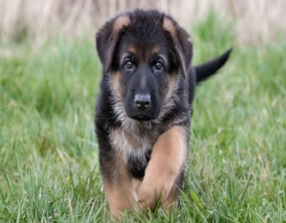 German-puppy-one-month-old-2