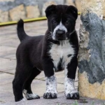 Black-mirage-puppy-1
