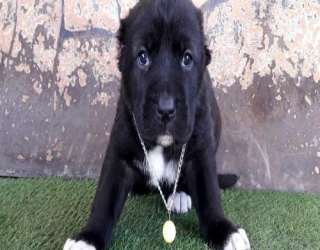 Black-mirage-puppy-2