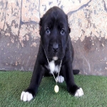Black-mirage-puppy-2