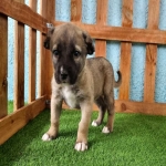 one-month-old-sarabi-dog-puppy-1