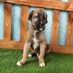 one-month-old-sarabi-dog-puppy-2