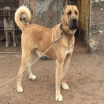 huge-sarabi-dog-for-sale-2