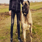 سگ سرابی اصیل بزرگ فروشی