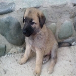 three-month-old-puppy-sarabi-1